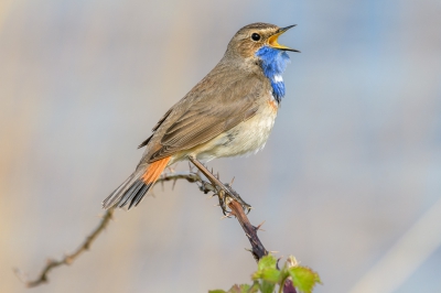 Misschien wel mijn mooiste blauwborstfoto die ik gemaakt heb. Foto is van een jaar geleden. Het zachte ochtendzonnetje zorgde voor mooi licht.