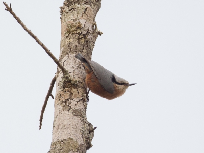 <i class='fa fa-user'></i>&nbsp;Paul van Giersbergen&nbsp;|   Bruine Boomklever&nbsp; <i class='fa fa-eye'>&nbsp;329</i> &nbsp; <i class='fa fa-comment-o'>&nbsp;0</i>