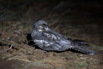 <i class='fa fa-user'></i>&nbsp;Paul van Giersbergen&nbsp;|   Junglenachtzwaluw&nbsp; <i class='fa fa-eye'>&nbsp;351</i> &nbsp; <i class='fa fa-comment-o'>&nbsp;0</i>