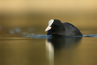 <i class='fa fa-user'></i>&nbsp;Frank Kremer&nbsp;|   Meerkoet&nbsp; <i class='fa fa-eye'>&nbsp;507</i> &nbsp;<i class='fa fa-thumbs-up'>&nbsp;16</i> &nbsp; <i class='fa fa-comment-o'>&nbsp;21</i>