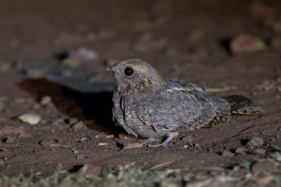 <i class='fa fa-user'></i>&nbsp;Paul van Giersbergen&nbsp;|   Savannenachtzwaluw&nbsp; <i class='fa fa-eye'>&nbsp;251</i> &nbsp; <i class='fa fa-comment-o'>&nbsp;1</i>