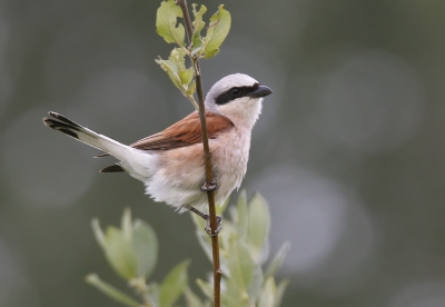 <i class='fa fa-user'></i>&nbsp;Gejo Wassink&nbsp;|   Grauwe Klauwier&nbsp; <i class='fa fa-eye'>&nbsp;555</i> &nbsp;<i class='fa fa-thumbs-up'>&nbsp;12</i> &nbsp; <i class='fa fa-comment-o'>&nbsp;16</i>