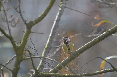 Nu is het echt lente, de mezen zijn druk met het bouwen van een nest. Rustig laten broeden en wachten op de jongen.