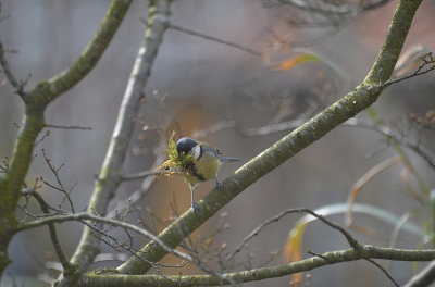 Nu is het echt lente, de mezen zijn druk met het bouwen van een nest. Rustig laten broeden en wachten op de jongen.