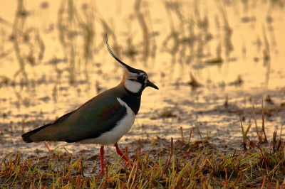 Vanochtend vroeg bij opkomende zon stond deze kievit rustig wormpjes te pikken. Het tegenlicht geeft wel een mooi sfeertje.