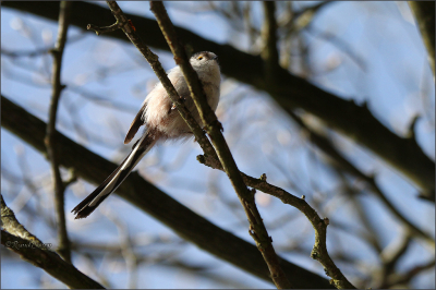 Als beginner heb ik nog veel moeite om de kleine vogelsoorten te spotten en te fotograferen.