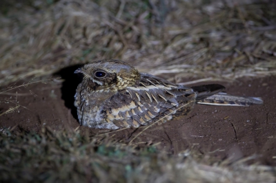 <i class='fa fa-user'></i>&nbsp;Paul van Giersbergen&nbsp;|   Hindoenachtzwaluw&nbsp; <i class='fa fa-eye'>&nbsp;269</i> &nbsp; <i class='fa fa-comment-o'>&nbsp;3</i>