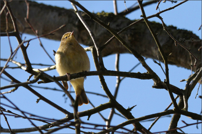 Mijn eerste tjiftjaf! Het is een kleine, slanke zangvogel uit de familie Phylloscopidae en een zeer algemene broedvogel in Nederland. Het geluid kan ik nog niet onderscheiden (beginner).
Mooie lokatie!