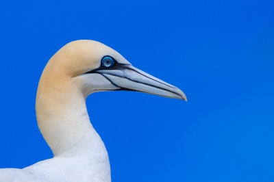 genomen vanuit een boot die rond Bass Rock voer, vond dit een mooi beeld met het blauw van de ogen en de blauwe lucht erachter