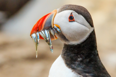 Geschoten op de Farnes eilanden waar je (beperkt) tussen de alken, zeekoeten en papegaaiduikers loopt, op deze foto komt de papegaaiduiker terug van zee met een snavel vol zandaal