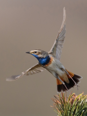 Na een dagje Texel was dit toch de mooiste. Natuurlijk een beetje mazzel dat hij er zo mooi op staat.