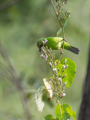<i class='fa fa-user'></i>&nbsp;Paul van Giersbergen&nbsp;|   Jerdons Bladvogel&nbsp; <i class='fa fa-eye'>&nbsp;247</i> &nbsp; <i class='fa fa-comment-o'>&nbsp;2</i>