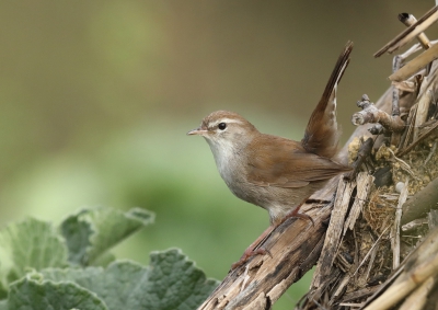 <i class='fa fa-user'></i>&nbsp;loek van de Leur&nbsp;|   Cetti's Zanger&nbsp; <i class='fa fa-eye'>&nbsp;636</i> &nbsp;<i class='fa fa-thumbs-up'>&nbsp;19</i> &nbsp; <i class='fa fa-comment-o'>&nbsp;16</i>