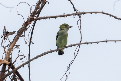 <i class='fa fa-user'></i>&nbsp;Louis56&nbsp;|   Groene Ketellapper&nbsp; <i class='fa fa-eye'>&nbsp;296</i> &nbsp; <i class='fa fa-comment-o'>&nbsp;2</i>