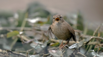 <i class='fa fa-user'></i>&nbsp;christina&nbsp;|   Winterkoning&nbsp; <i class='fa fa-eye'>&nbsp;285</i> &nbsp; <i class='fa fa-comment-o'>&nbsp;2</i>