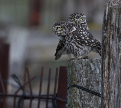 <i class='fa fa-user'></i>&nbsp;loek van de Leur&nbsp;|   Steenuil&nbsp; <i class='fa fa-eye'>&nbsp;511</i> &nbsp;<i class='fa fa-thumbs-up'>&nbsp;2</i> &nbsp; <i class='fa fa-comment-o'>&nbsp;9</i>