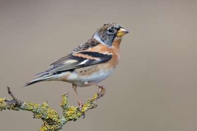 <i class='fa fa-user'></i>&nbsp;Luc Meert&nbsp;|   Keep&nbsp; <i class='fa fa-eye'>&nbsp;592</i> &nbsp;<i class='fa fa-thumbs-up'>&nbsp;4</i> &nbsp; <i class='fa fa-comment-o'>&nbsp;11</i>