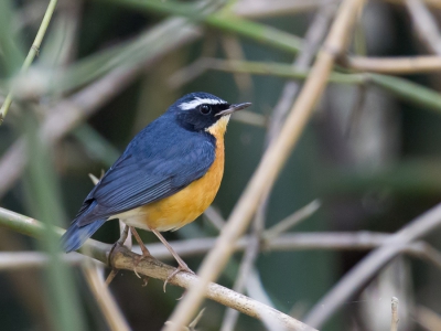 <i class='fa fa-user'></i>&nbsp;Paul van Giersbergen&nbsp;|   Oranje Nachtegaal&nbsp; <i class='fa fa-eye'>&nbsp;466</i> &nbsp; <i class='fa fa-comment-o'>&nbsp;3</i>