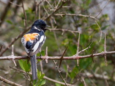 <i class='fa fa-user'></i>&nbsp;Paul van Giersbergen&nbsp;|   Witbuikmenievogel&nbsp; <i class='fa fa-eye'>&nbsp;276</i> &nbsp; <i class='fa fa-comment-o'>&nbsp;2</i>