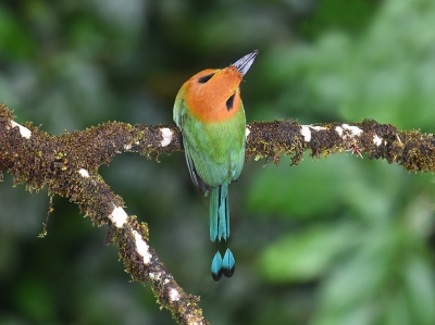 <i class='fa fa-user'></i>&nbsp;janusjansen&nbsp;|   Breedsnavelmomot&nbsp; <i class='fa fa-eye'>&nbsp;361</i> &nbsp; <i class='fa fa-comment-o'>&nbsp;3</i>