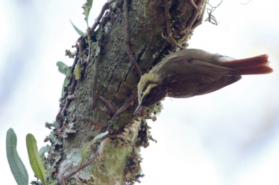 <i class='fa fa-user'></i>&nbsp;Martjan Lammertink&nbsp;|   Priemsnavelxenops&nbsp; <i class='fa fa-eye'>&nbsp;193</i> &nbsp; <i class='fa fa-comment-o'>&nbsp;1</i>