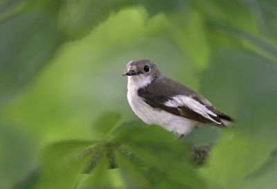 <i class='fa fa-user'></i>&nbsp;Gejo Wassink&nbsp;|   Bonte Vliegenvanger&nbsp; <i class='fa fa-eye'>&nbsp;680</i> &nbsp;<i class='fa fa-thumbs-up'>&nbsp;5</i> &nbsp; <i class='fa fa-comment-o'>&nbsp;6</i>