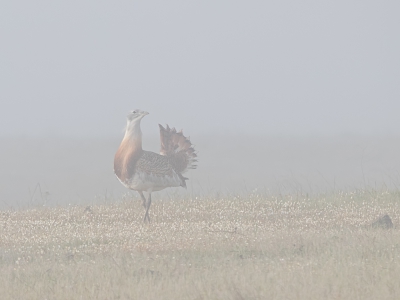 <i class='fa fa-user'></i>&nbsp;Bert Snijder&nbsp;|   Grote Trap&nbsp; <i class='fa fa-eye'>&nbsp;341</i> &nbsp;<i class='fa fa-thumbs-up'>&nbsp;2</i> &nbsp; <i class='fa fa-comment-o'>&nbsp;5</i>