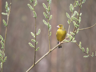 <i class='fa fa-user'></i>&nbsp;Krijn Dijkema&nbsp;|   Groenling&nbsp; <i class='fa fa-eye'>&nbsp;363</i> &nbsp;<i class='fa fa-thumbs-up'>&nbsp;2</i> &nbsp; <i class='fa fa-comment-o'>&nbsp;6</i>