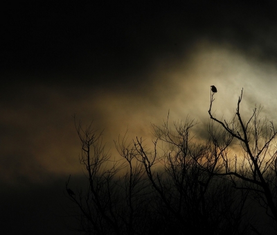 <i class='fa fa-user'></i>&nbsp;Fons Hoiting&nbsp;|   Zwarte Kraai&nbsp; <i class='fa fa-eye'>&nbsp;511</i> &nbsp;<i class='fa fa-thumbs-up'>&nbsp;15</i> &nbsp; <i class='fa fa-comment-o'>&nbsp;23</i>