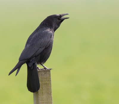 <i class='fa fa-user'></i>&nbsp;henksteen&nbsp;|   Zwarte Kraai&nbsp; <i class='fa fa-eye'>&nbsp;262</i> &nbsp; <i class='fa fa-comment-o'>&nbsp;4</i>