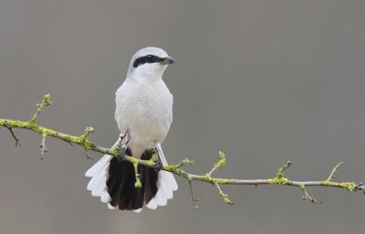 <i class='fa fa-user'></i>&nbsp;thijsglastra&nbsp;|   Klapekster&nbsp; <i class='fa fa-eye'>&nbsp;742</i> &nbsp;<i class='fa fa-thumbs-up'>&nbsp;25</i> &nbsp; <i class='fa fa-comment-o'>&nbsp;21</i>