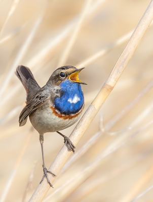 <i class='fa fa-user'></i>&nbsp;Rob wijn&nbsp;|   Blauwborst&nbsp; <i class='fa fa-eye'>&nbsp;648</i> &nbsp;<i class='fa fa-thumbs-up'>&nbsp;7</i> &nbsp; <i class='fa fa-comment-o'>&nbsp;12</i>