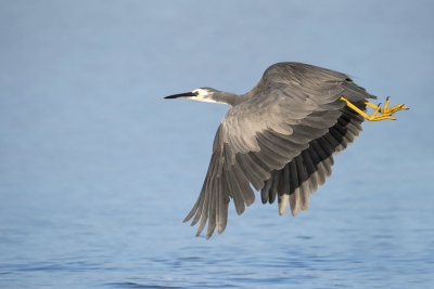 <i class='fa fa-user'></i>&nbsp;Bert Ooms&nbsp;|   Witwangreiger&nbsp; <i class='fa fa-eye'>&nbsp;378</i> &nbsp;<i class='fa fa-thumbs-up'>&nbsp;1</i> &nbsp; <i class='fa fa-comment-o'>&nbsp;3</i>