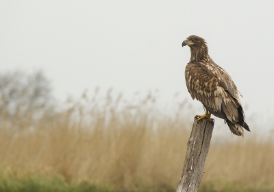 <i class='fa fa-user'></i>&nbsp;natuurflits&nbsp;|   Zeearend&nbsp; <i class='fa fa-eye'>&nbsp;768</i> &nbsp;<i class='fa fa-thumbs-up'>&nbsp;12</i> &nbsp; <i class='fa fa-comment-o'>&nbsp;16</i>