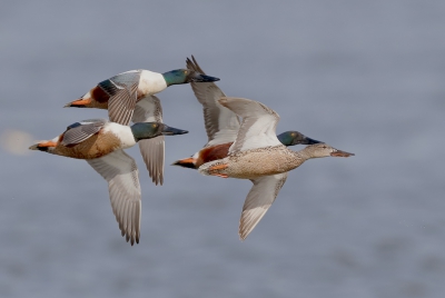 <i class='fa fa-user'></i>&nbsp;Ben Reitsma&nbsp;|   Slobeend&nbsp; <i class='fa fa-eye'>&nbsp;372</i> &nbsp;<i class='fa fa-thumbs-up'>&nbsp;2</i> &nbsp; <i class='fa fa-comment-o'>&nbsp;2</i>