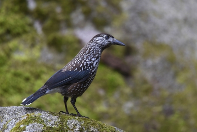 <i class='fa fa-user'></i>&nbsp;Gerard Visser&nbsp;|   Notenkraker&nbsp; <i class='fa fa-eye'>&nbsp;506</i> &nbsp;<i class='fa fa-thumbs-up'>&nbsp;1</i> &nbsp; <i class='fa fa-comment-o'>&nbsp;15</i>