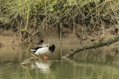 Op het eerste gezicht een alledaagse foto van een poetsende Wilde Eend, maar als je beter kijkt dan is het overduidelijk dat dit een woerd is ;-)
Dus misschien dan toch niet zo'n alledaagse foto.