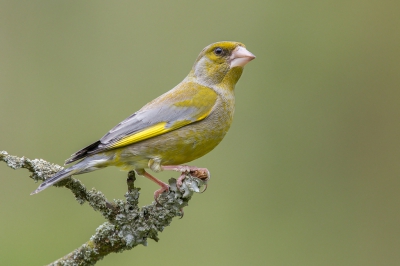 <i class='fa fa-user'></i>&nbsp;Hendrik79&nbsp;|   Groenling&nbsp; <i class='fa fa-eye'>&nbsp;356</i> &nbsp; <i class='fa fa-comment-o'>&nbsp;4</i>