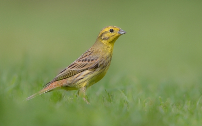 Ook van deze geelgors kon ik gisteren een serie maken. Dit is n van de weinige geslaagde pogingen waarin voor en achtergrond wat meewerkten, de  vogel voldoende vrij zat en het licht niet te hard was.