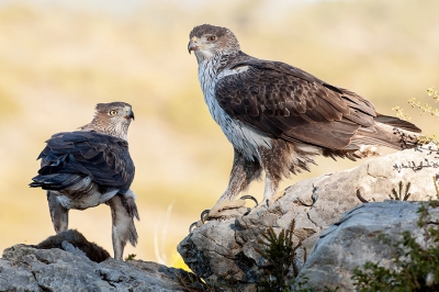 <i class='fa fa-user'></i>&nbsp;Pieter&nbsp;|   Havikarend&nbsp; <i class='fa fa-eye'>&nbsp;548</i> &nbsp;<i class='fa fa-thumbs-up'>&nbsp;3</i> &nbsp; <i class='fa fa-comment-o'>&nbsp;6</i>