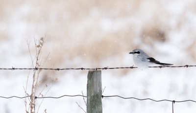 <i class='fa fa-user'></i>&nbsp;jan Luit&nbsp;|   Noordelijke Klapekster&nbsp; <i class='fa fa-eye'>&nbsp;429</i> &nbsp;<i class='fa fa-thumbs-up'>&nbsp;6</i> &nbsp; <i class='fa fa-comment-o'>&nbsp;8</i>