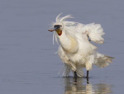 <i class='fa fa-user'></i>&nbsp;Ben Reitsma&nbsp;|   Lepelaar&nbsp; <i class='fa fa-eye'>&nbsp;440</i> &nbsp;<i class='fa fa-thumbs-up'>&nbsp;5</i> &nbsp; <i class='fa fa-comment-o'>&nbsp;5</i>