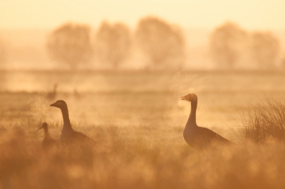 <i class='fa fa-user'></i>&nbsp;P.Teune&nbsp;|   Grauwe Gans&nbsp; <i class='fa fa-eye'>&nbsp;337</i> &nbsp;<i class='fa fa-thumbs-up'>&nbsp;12</i> &nbsp; <i class='fa fa-comment-o'>&nbsp;11</i>