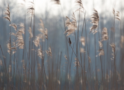 <i class='fa fa-user'></i>&nbsp;Martijn Schot&nbsp;|   Snor&nbsp; <i class='fa fa-eye'>&nbsp;459</i> &nbsp;<i class='fa fa-thumbs-up'>&nbsp;2</i> &nbsp; <i class='fa fa-comment-o'>&nbsp;9</i>