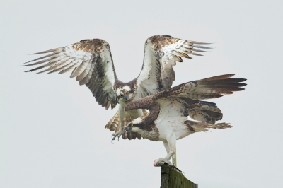 <i class='fa fa-user'></i>&nbsp;anevanrees&nbsp;|   Visarend&nbsp; <i class='fa fa-eye'>&nbsp;673</i> &nbsp;<i class='fa fa-thumbs-up'>&nbsp;7</i> &nbsp; <i class='fa fa-comment-o'>&nbsp;15</i>