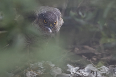 <i class='fa fa-user'></i>&nbsp;Kees van de Wege&nbsp;|   Sperwer&nbsp; <i class='fa fa-eye'>&nbsp;462</i> &nbsp; <i class='fa fa-comment-o'>&nbsp;11</i>