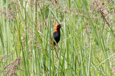 <i class='fa fa-user'></i>&nbsp;Louis56&nbsp;|   Zwartbuikwever&nbsp; <i class='fa fa-eye'>&nbsp;332</i> &nbsp; <i class='fa fa-comment-o'>&nbsp;2</i>