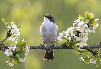 <i class='fa fa-user'></i>&nbsp;Gejo Wassink&nbsp;|   Bonte Vliegenvanger&nbsp; <i class='fa fa-eye'>&nbsp;694</i> &nbsp;<i class='fa fa-thumbs-up'>&nbsp;17</i> &nbsp; <i class='fa fa-comment-o'>&nbsp;23</i>