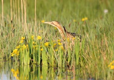 Vanavond de roerdomp weer kunnen fotograferen , mooi tussen de waterplanten , werkte mooi mee was weer genieten van deze schuwe vogel