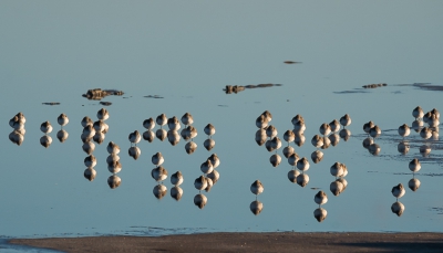 <i class='fa fa-user'></i>&nbsp;arnold merckx&nbsp;|   Bonte Strandloper&nbsp; <i class='fa fa-eye'>&nbsp;448</i> &nbsp;<i class='fa fa-thumbs-up'>&nbsp;7</i> &nbsp; <i class='fa fa-comment-o'>&nbsp;13</i>
